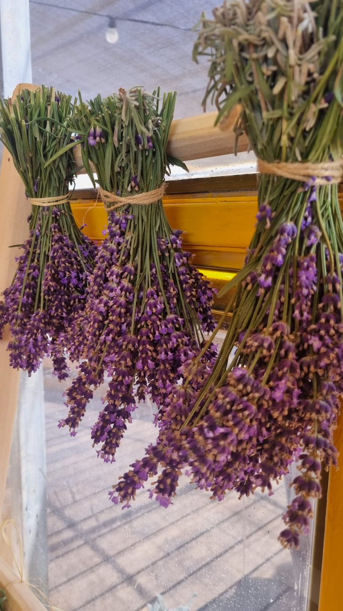 Tefen_Tech's tweet photo. Lavenders are blooming in the Golan Heights!

See the magic of our dosing pumps in  נוביקס - מיצוי צמחי מרפא's lavender:

🪻Unified development

🪻Rapid growth

🪻Quality lavender crop

Optimize your yield with MixRite 2.5 >>https://t.co/5iyUjdYOUm

#tefen_around_the_world https://t.co/2JRXsNLe8l