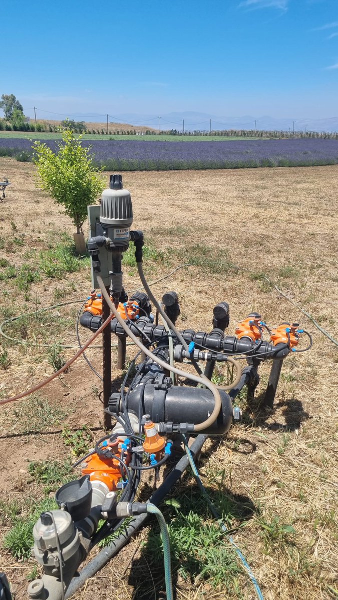 Tefen_Tech's tweet photo. Lavenders are blooming in the Golan Heights!

See the magic of our dosing pumps in  נוביקס - מיצוי צמחי מרפא's lavender:

🪻Unified development

🪻Rapid growth

🪻Quality lavender crop

Optimize your yield with MixRite 2.5 >>https://t.co/5iyUjdYOUm

#tefen_around_the_world https://t.co/2JRXsNLe8l