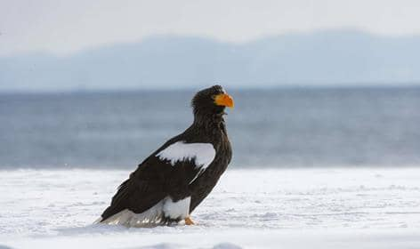 PeterAskin1's tweet photo. Huge bird a Steller's Eagle spotted in #NewfoundlandCanada 1,000's of miles from it's home range! 😲👏👍
#TheMoment a rare bird of prey was spotted in a Newfoundland town https://t.co/lGaAaRV0Ag https://t.co/4OgX6dXF9i