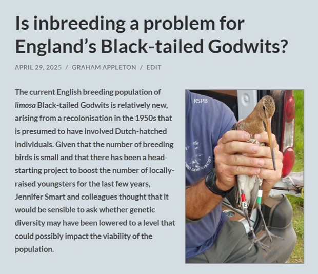 Graham Appleton (@grahamfappleton) on Twitter photo "Is inbreeding a problem for England's Black-tailed Godwits?"
With only 50-60 pairs, it's a distinct possibility.
Answers from Jen Smart & colleagues summarised in this blog:
wadertales.wordpress.com/2025/04/29/is-…
Paper in <a href="/IBIS_journal/">BOU 👩🏻🏫👨🏿🏫🧕🏽👳🏽♂️ 🌈</a>
onlinelibrary.wiley.com/doi/10.1111/ib…
#ornithology "Is inbreeding a problem for England's Black-tailed Godwits?"
With only 50-60 pairs, it's a distinct possibility.
Answers from Jen Smart & colleagues summarised in this blog:
wadertales.wordpress.com/2025/04/29/is-…
Paper in <a href="/IBIS_journal/">BOU 👩🏻🏫👨🏿🏫🧕🏽👳🏽♂️ 🌈</a>
onlinelibrary.wiley.com/doi/10.1111/ib…
#ornithology