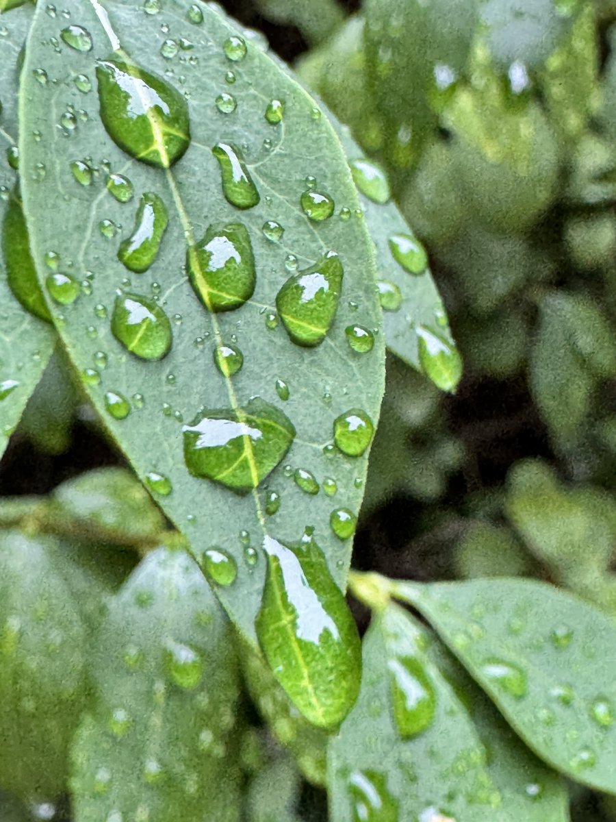 TJQPNI's tweet image. Nice weather for drips.. and for me