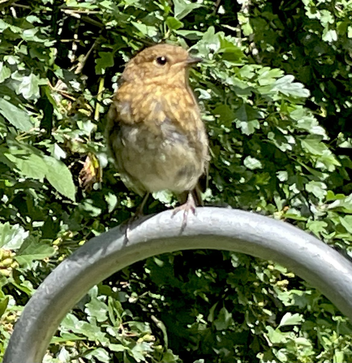 MLProduce's tweet image. Working with the sheep, this little Dunnock sat on the top of the crook just a metre away watching us. May just be a LBJ but actually very beautiful close up #birds #naturefriendlyfarming #mademyday #biosphereIOM #isleofman