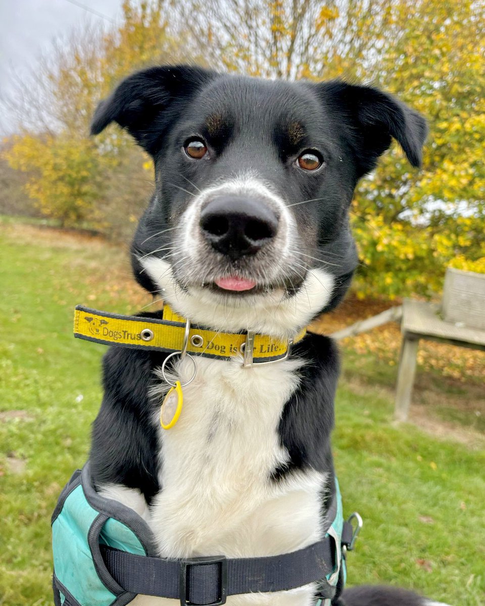 DT_Leeds's tweet image. We're loving this cheeky #TongueOutTuesday pose from Domino! 😝
He's a super fun 2yr old #BorderCollie #Spaniel Cross and he's looking for his forever home NOW! 🐶🏡🤞
Find out more about him 👉 bit.ly/4lu7ol3
#RescueDog #Leeds #AdoptDontShop #DogOfTheDay @DogsTrust
