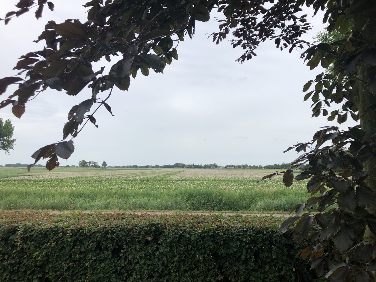MobieleAnnie's tweet photo. Aardappelplanten in bloei in het Groningse. Een klassieker. #AVeBe https://t.co/Nc9NgNsYE9