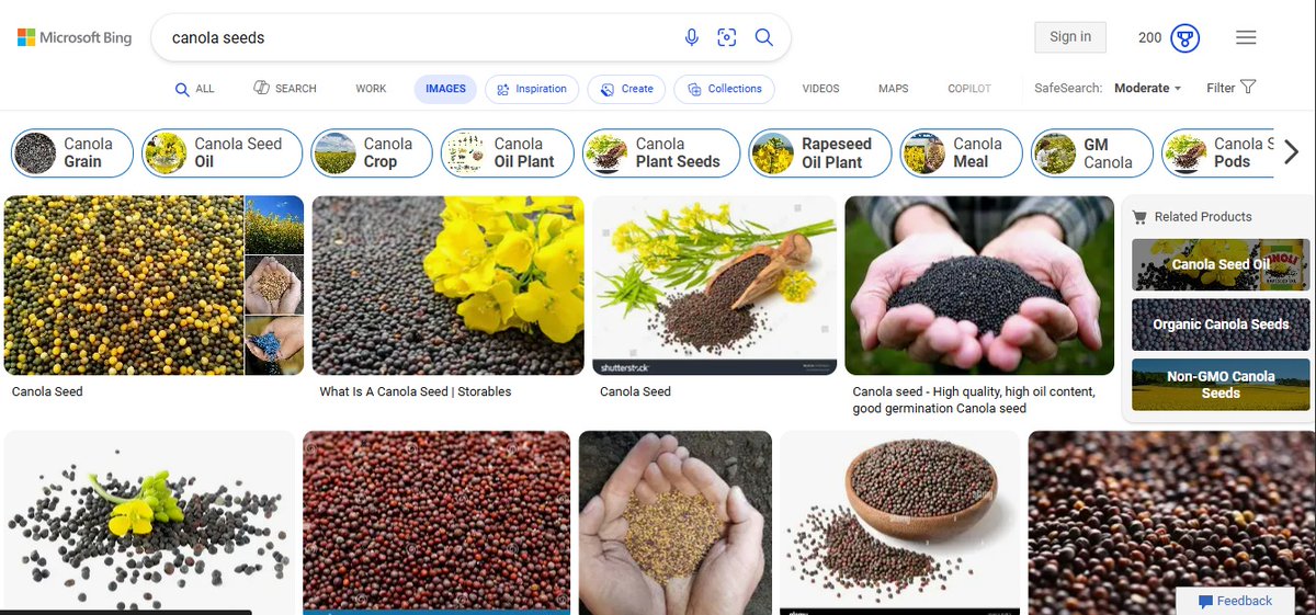 NeshKin_'s tweet image. I am looking for a huge supplier of canola seeds.
If you're out there DM.
