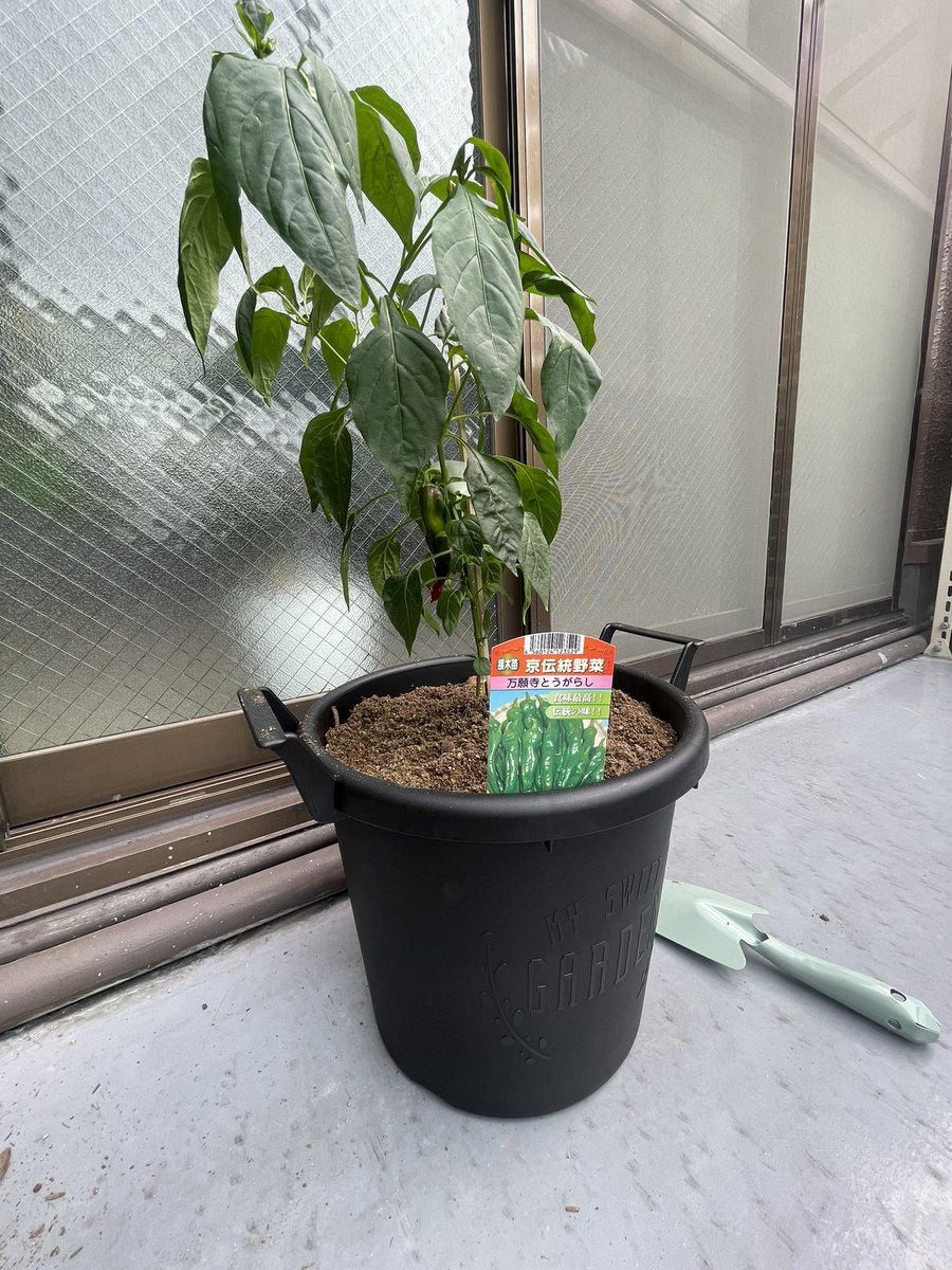 299yomoyoga's tweet photo. 【ご報告】
ベランダで万願寺とうがらし🌶️育て始めました(🍆科🌶️属)
本当は🫑求めてたけど植える時期はGW辺りで今は無く時既に遅し…🤦🏻♂️🫑🙍🏻♂️
何だか卍系🌶️で氣に入ってます💘卍❤️🔥
先ずは1卍🌶️収穫できる様に育てます👶🌶️👨🌾
#KUJA
#Kfive
#家庭菜園
#ナス科トウガラシ属
#ピーマンも同科属 https://t.co/yqtPgnIGYK