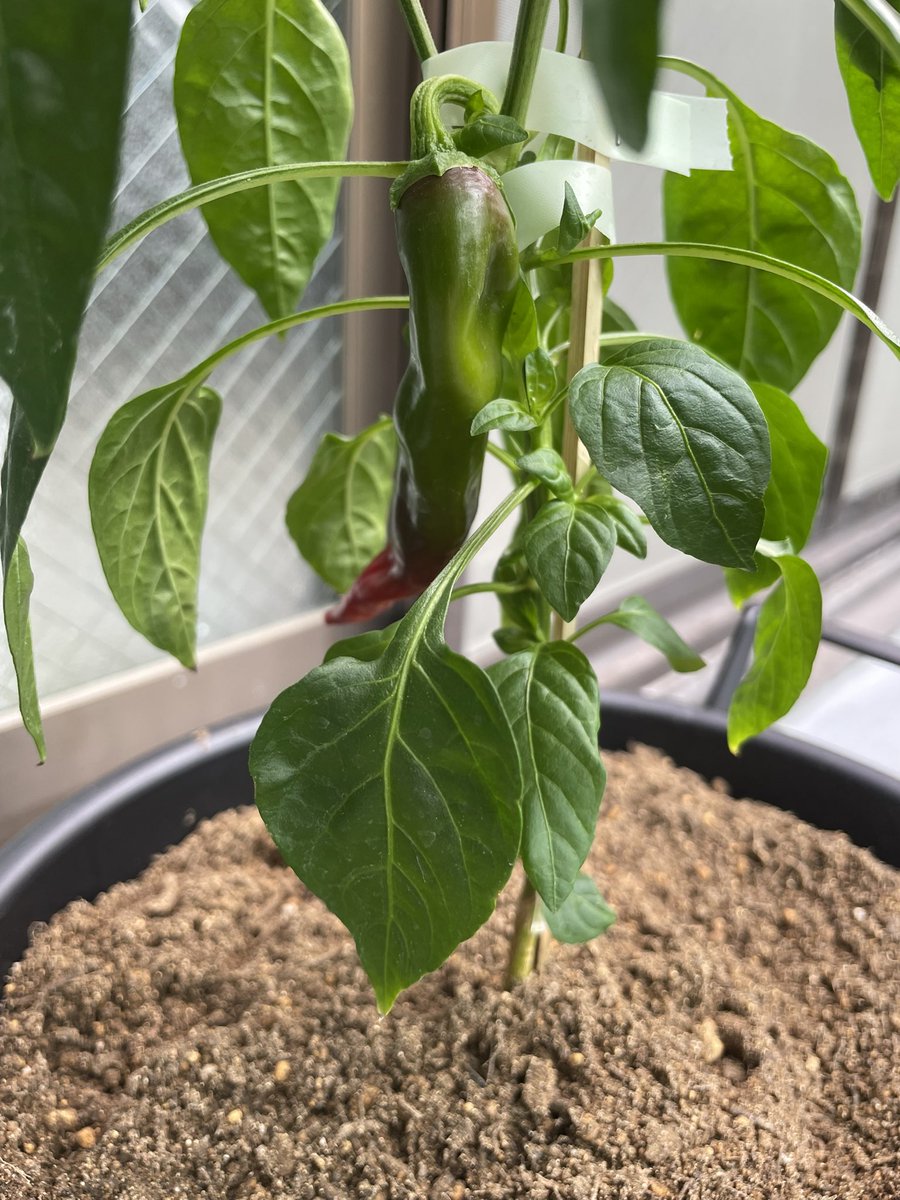 299yomoyoga's tweet photo. 【ご報告】
ベランダで万願寺とうがらし🌶️育て始めました(🍆科🌶️属)
本当は🫑求めてたけど植える時期はGW辺りで今は無く時既に遅し…🤦🏻♂️🫑🙍🏻♂️
何だか卍系🌶️で氣に入ってます💘卍❤️🔥
先ずは1卍🌶️収穫できる様に育てます👶🌶️👨🌾
#KUJA
#Kfive
#家庭菜園
#ナス科トウガラシ属
#ピーマンも同科属 https://t.co/yqtPgnIGYK