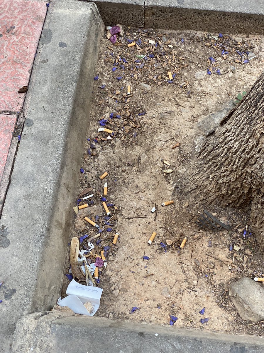 MorxJavi's tweet photo. Si estás desayunando y fumando en la terracita del pub La Luna, lo mejor es tirar la colilla al árbol…. ¿La palabra cenicero ya la hemos borrado del vocabulario?. Visto x mi en vivo. https://t.co/JjZZTFNcip