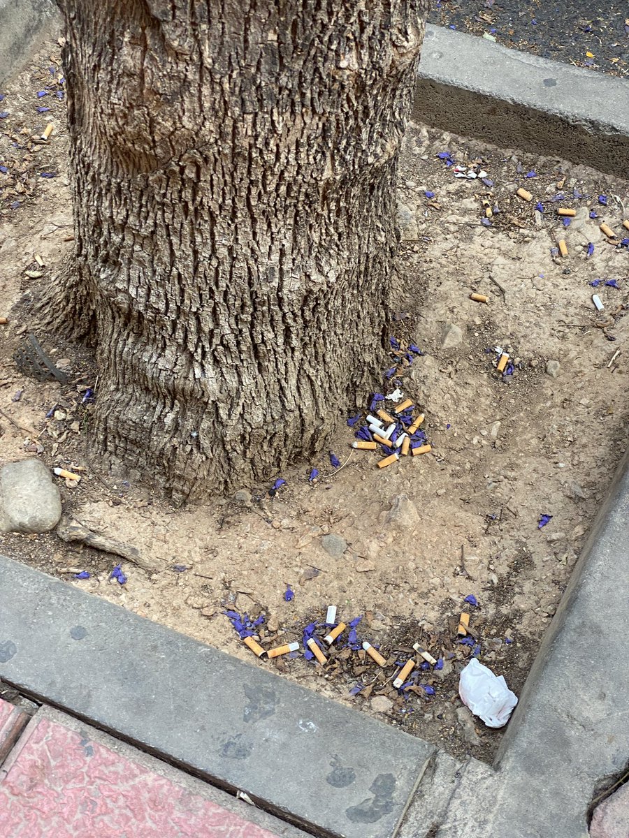 MorxJavi's tweet photo. Si estás desayunando y fumando en la terracita del pub La Luna, lo mejor es tirar la colilla al árbol…. ¿La palabra cenicero ya la hemos borrado del vocabulario?. Visto x mi en vivo. https://t.co/JjZZTFNcip