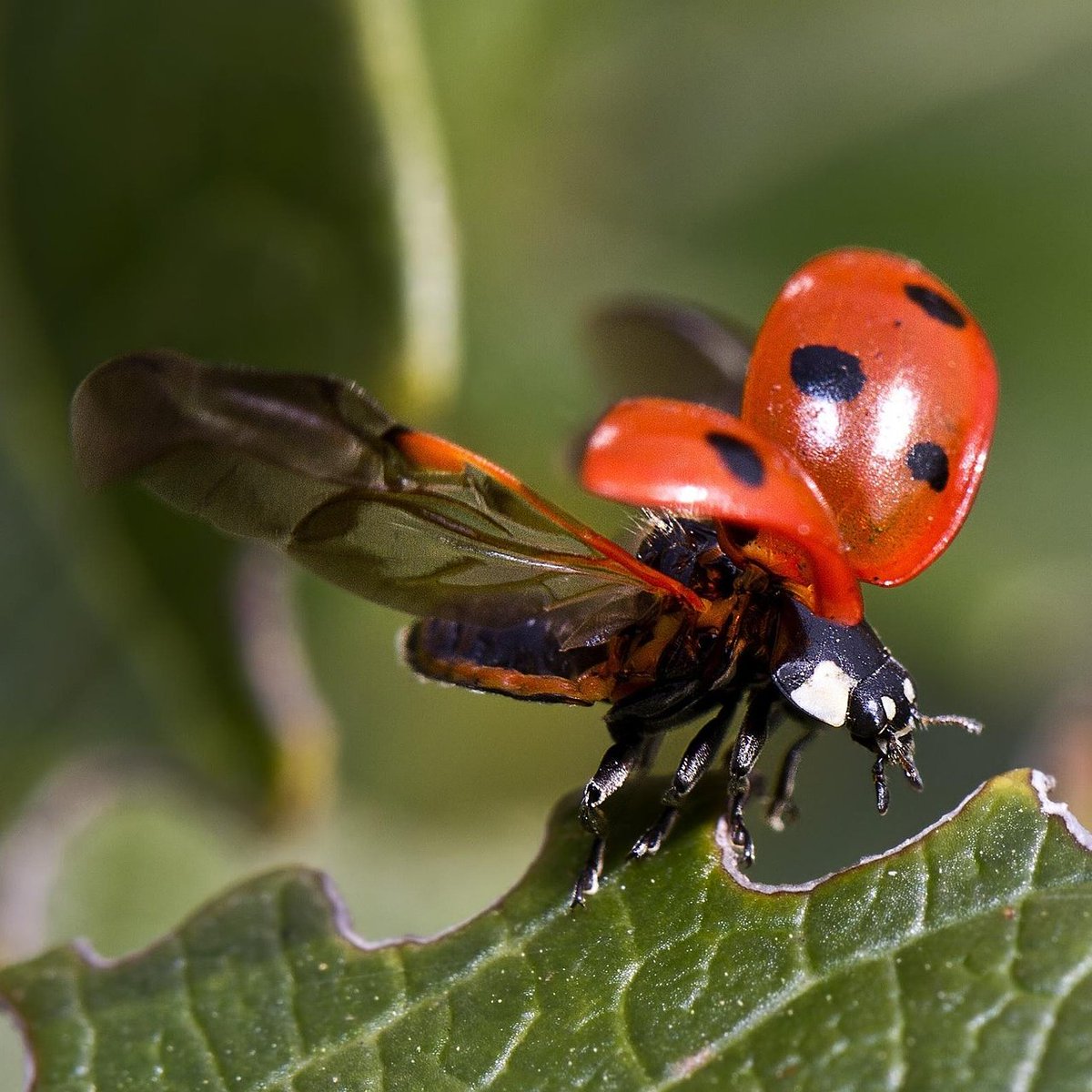 🔆🌞☀️🌿🍃🐞🌱✨💞
