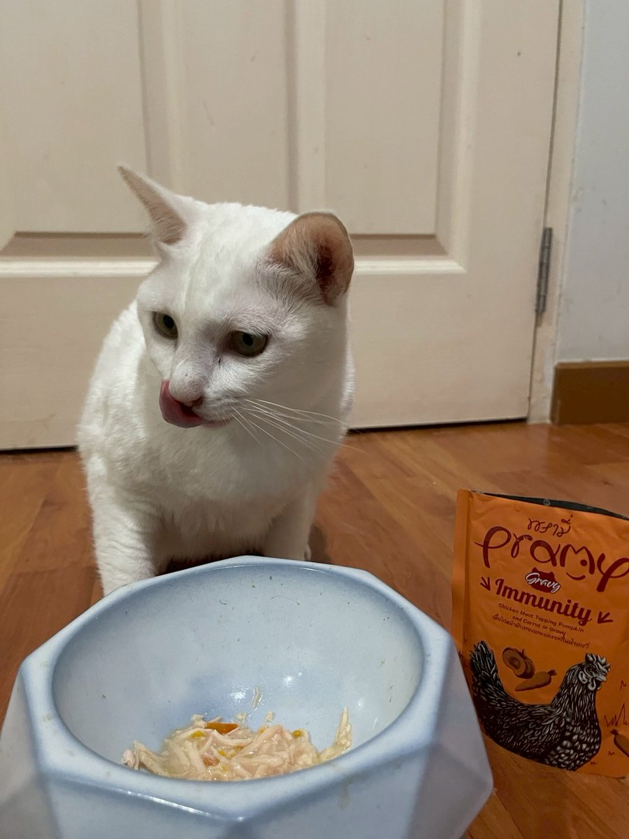 CatsterClub's tweet photo. #แมวใหม่ใกล้ฉัน วันนี้ขอแนะนำ “พะเยา”
เพศเมีย อายุ 3.6 ปี ทำหมันแล้ว

สาวน้อยขี้อ้อน เสียงหวาน เป็นแมวที่ชอบคุยไปเรื่อย และรักการนอนเป็นชีวิตจิตใจ

พะเยาเป็นแมวลิวคีเมีย ซึ่งทำให้ภูมิคุ้มกันต่ำง่ายกว่าแมวปกติ
จึงต้องเลี้ยงแยกจากแมวตัวอื่น ๆ  และระวังเรื่องความสะอาดเป็น���ิเศษ
แต่น้องยังใช้ชีวิตได้เหมือนแมวทั่วไป ซนได้ กินได้ อ้อนเก่งเหมือนเดิมทุกวัน

พี่เลี้ยงดูแลพะเยาด้วยอาหารเปียกพรามี่ สูตร Immunity  อุดมด้วยสารอาหารจำเป็นที่ช่วยให้น้องมีคุณภาพชีวิตที่ดี สดใส น่ารัก และมีแรงคุยไปอีกนาน
พร้อมช่วยเสริมภูมิคุ้มกัน บำรุงสมองและระบบประสาท แข็งแรงจากภายในสู่ภายนอก

แค่หนึ่งแชร์ ก็เพ��่มโอกาสให้น้องได้บ้านที่อบอุ่น ช่วยส่งต่อเรื่องราวของน้องพะเยาให้ถึงคนที่ใช่ด้วยนะคะ 🏡