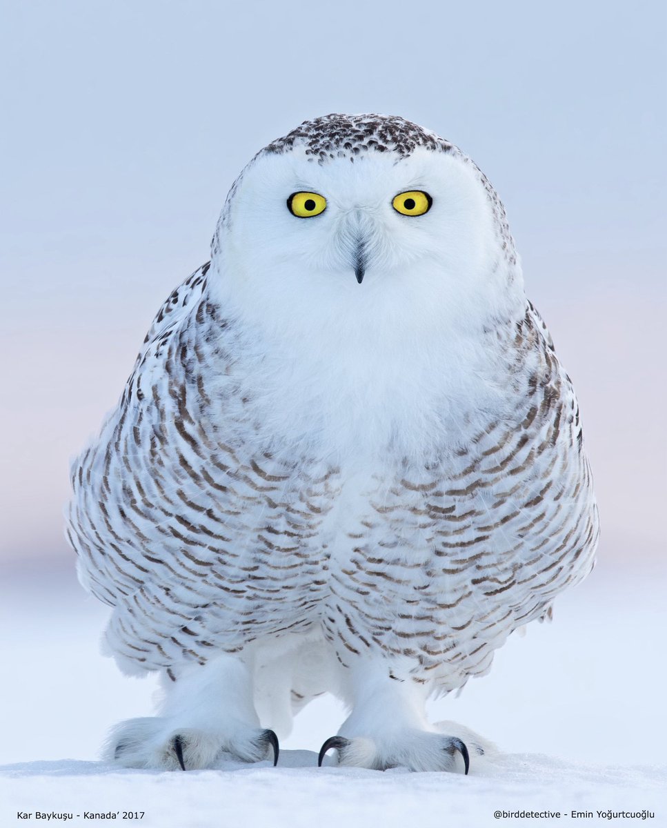 Nesli Azalan Türler – Kar Baykuşu’nun “Hassas” (Vulnerable) kategorisinde değerlendirildiğini biliyor muydunuz? ‘Büyülü’ filmlerden tanınmasına rağmen, aslında çok az kişi bu türün farkındalığını artırıyor. Küresel popülasyonu şu anda yaklaşık 14.000 ila 28.000 birey arasına