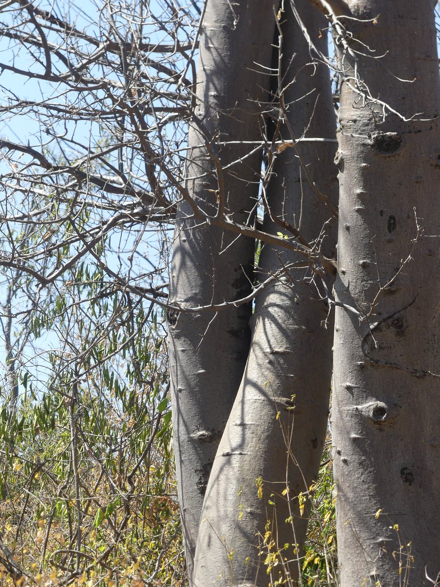 PhotosForTrees's tweet photo. The hugging baobabs of Ura 

#ThickTrunkTuesday #merunationalpark #uragate https://t.co/ctepl2BXhr