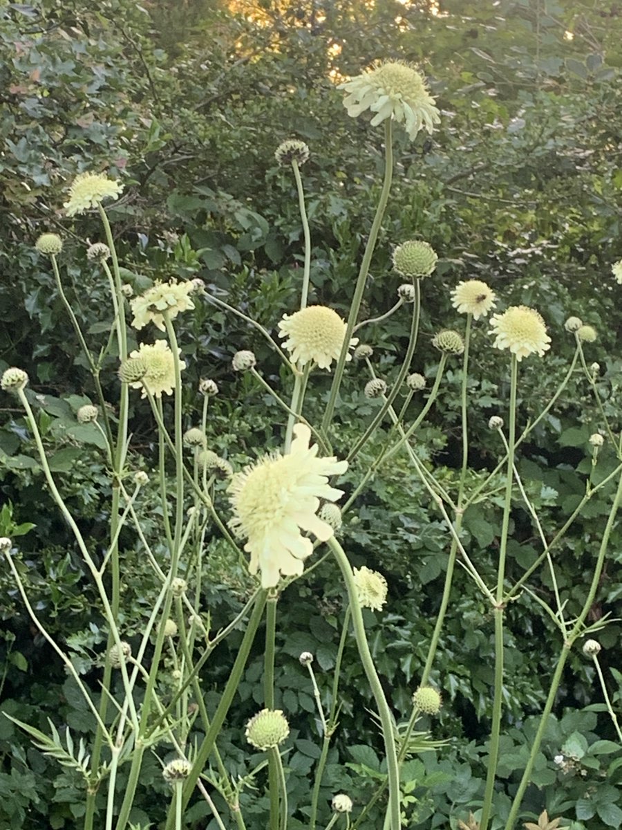 Cephalaria Gigantea. Not quite so gigantea this year with the dry weather.