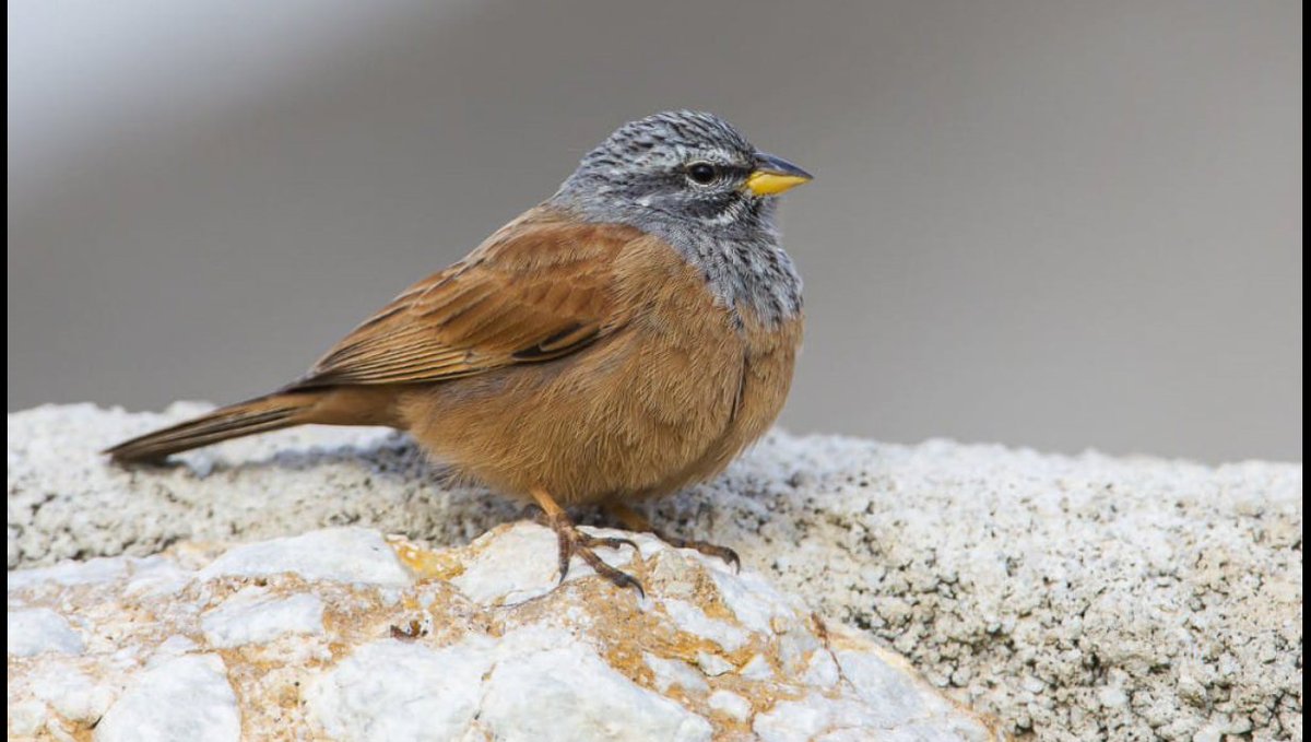 📢 Ya es oficial!
El escribano sahariano cría por primera vez en Europa 🇪🇺
Publicamos los resultados en Birds, tras un censo en Algeciras con <a href="/Tumbabuey/">TUMBABUEY</a>  <a href="/InfoUMA/">Universidad de Málaga</a>
18 individuos, expansión urbana, y cambio climático d fondo
📄 mdpi.com/2673-6004/6/2/…
#Ornitología #CienciaPublicada
