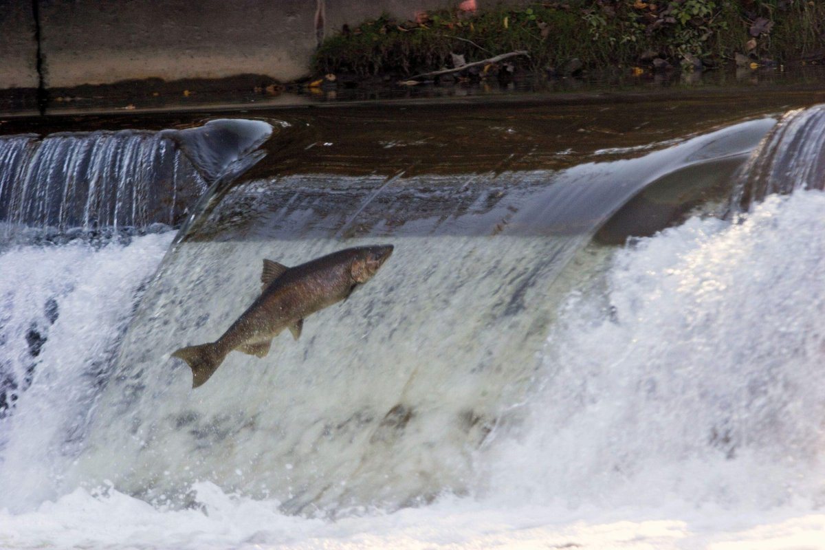 Un estudio dirigido por el Grupo de Ecohidráulica Aplicada de la Universidad de Valladolid muestra cómo la supresión de barreras y la creación de pasos para peces estabiliza la población de salmones reproductores.
efeverde.com/quitar-barrera…