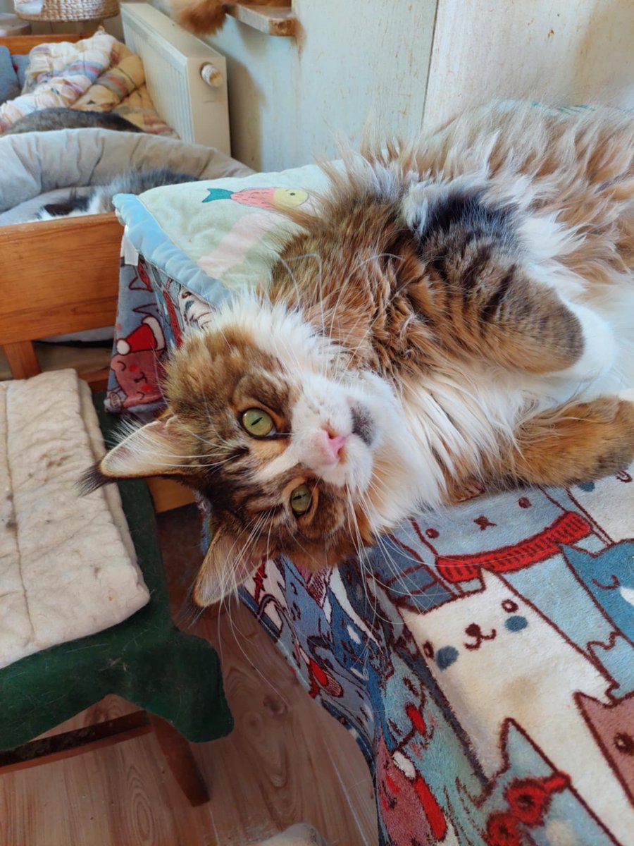 APELUJĘ!
Musimy zebrać dziś 419 zł 💔 

Pilnie potrzebna pomoc.
Amisia ma FIPA! 
Może ktoś ma lek Lucky Care, który może podarować. 

Jeśli nie, proszę o pomoc w zbiórce na lek! 

Chociaż 5 zł i RT.

pomagam.pl/amisiaa