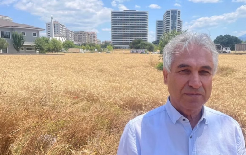 PisoFinance's tweet photo. Bursa'da bir vatandaş, gökdelenlerin arasındaki yaklaşık 150 milyon TL değerindeki 5 dönümlük arsasını satmayı reddedip buğday ekti. https://t.co/FNTfxQlHZH