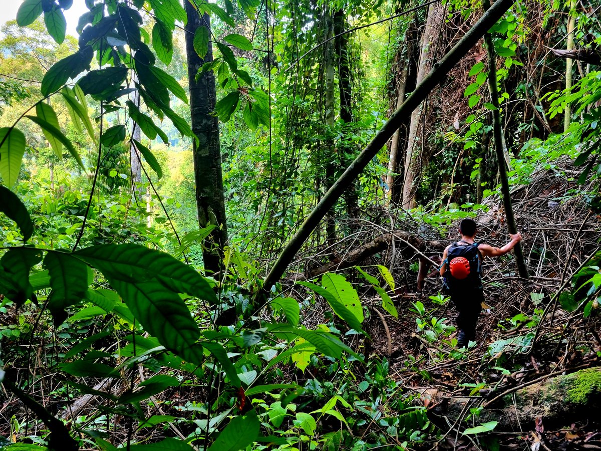 My old notes for Site 3 read: 'easy walk'

WHAT. Was I thinking?! 🥵🤦🏻‍♀️😅

Updated notes: slippery, overgrown, near-vertical, thorn-tangled, sweat-soaked, wasp-infested hell trek

Still, one more site done hurrayy 🙌 Time for a little sit down

#Borneo #Jungle #Fieldwork