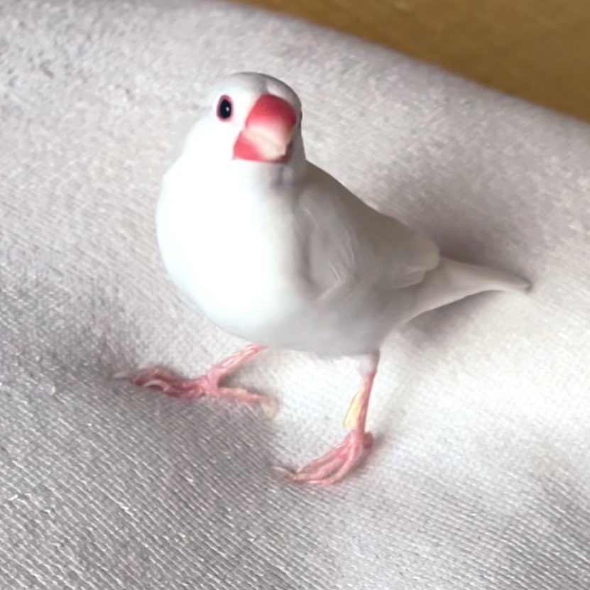 shiroro1126's tweet image. 飼い主の、マ〜クラ♪
