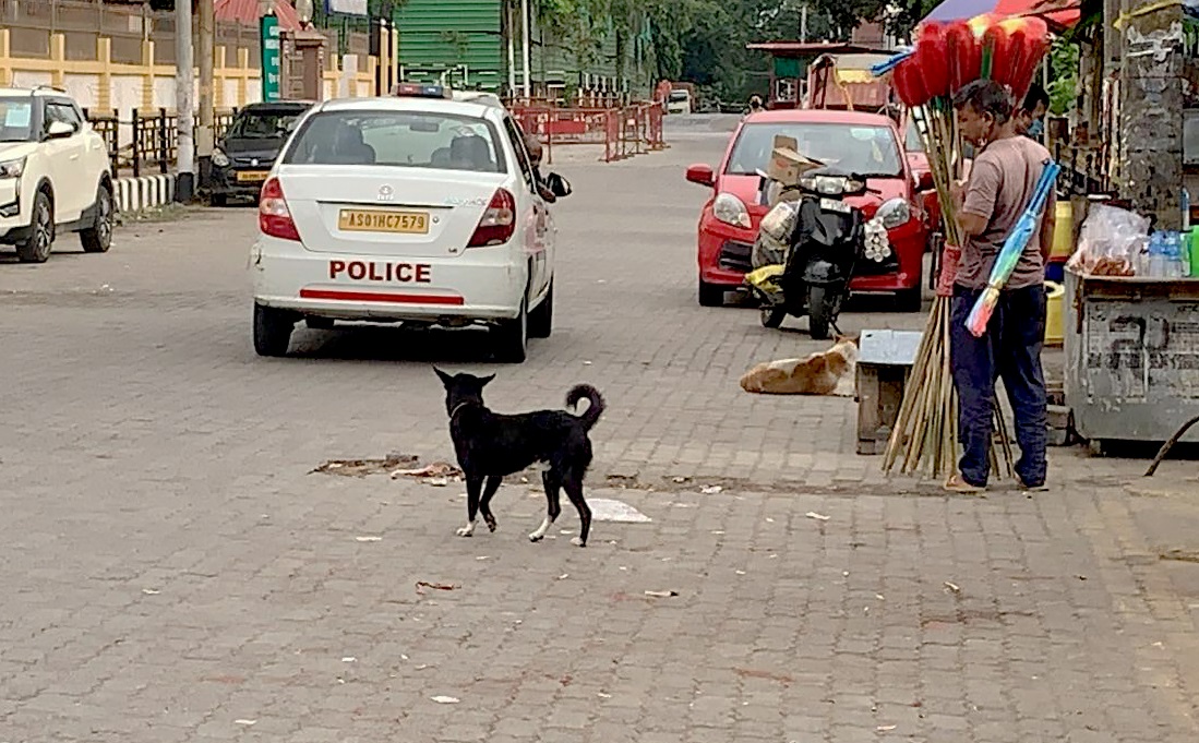 Chandramika Nath from <a href="/aaranyak/">Aaranyak</a> tells the story of Blackie, a stray dog who internalised his role as guardian of a road intersection in Guwahati

downtoearth.org.in/wildlife-biodi…