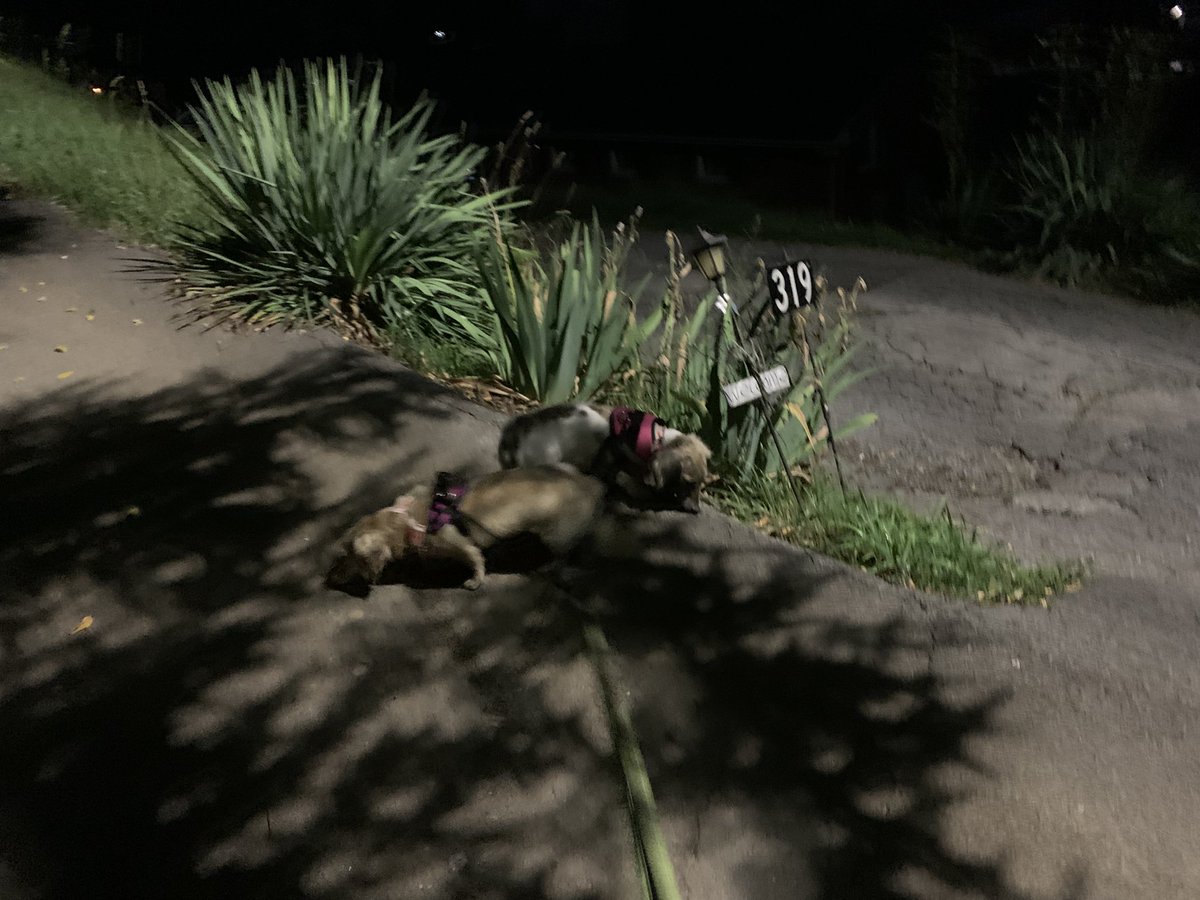 dani48086's tweet image. Dawn pawtroll: got Daphne and Layla out before it gets too hot (95*F) expected later today. Still dripping with humidity.