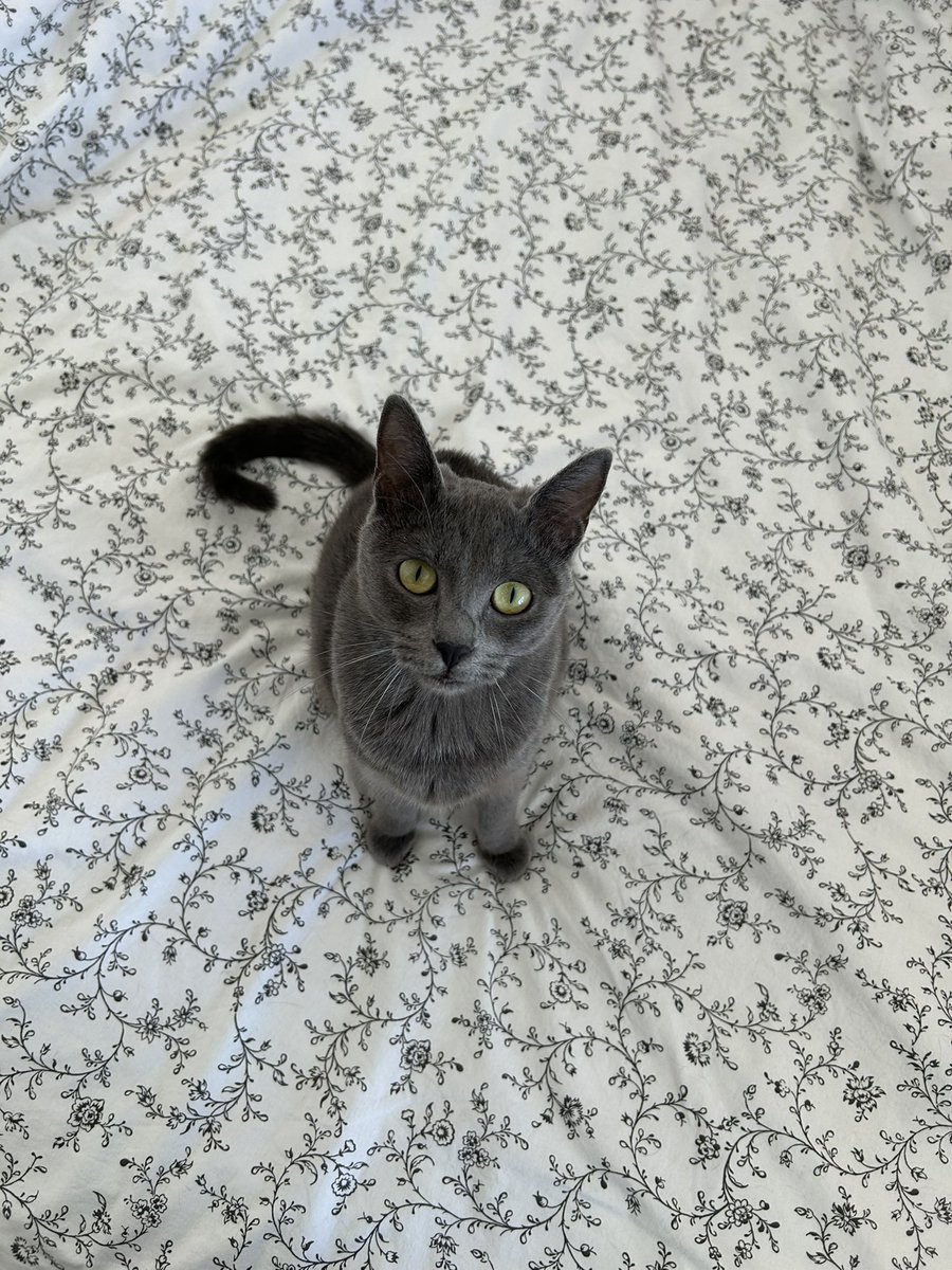 imjantar's tweet photo. - princesse
- aime maman plus que tout au monde
- a beaucoup de choses à dire

🚩veut assassiner son frère https://t.co/MQIPsMDvFX