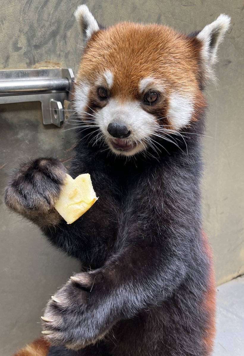 Happy Birthday🍎
本日6月24日はレッサーパンダ「まめたろう」の9歳の誕生日です！
リンゴが大好きで穏やかな性格のまめたろう！お誕生日おめでとう🍎
#ズーラシア #ZOORASIA #RedPanda