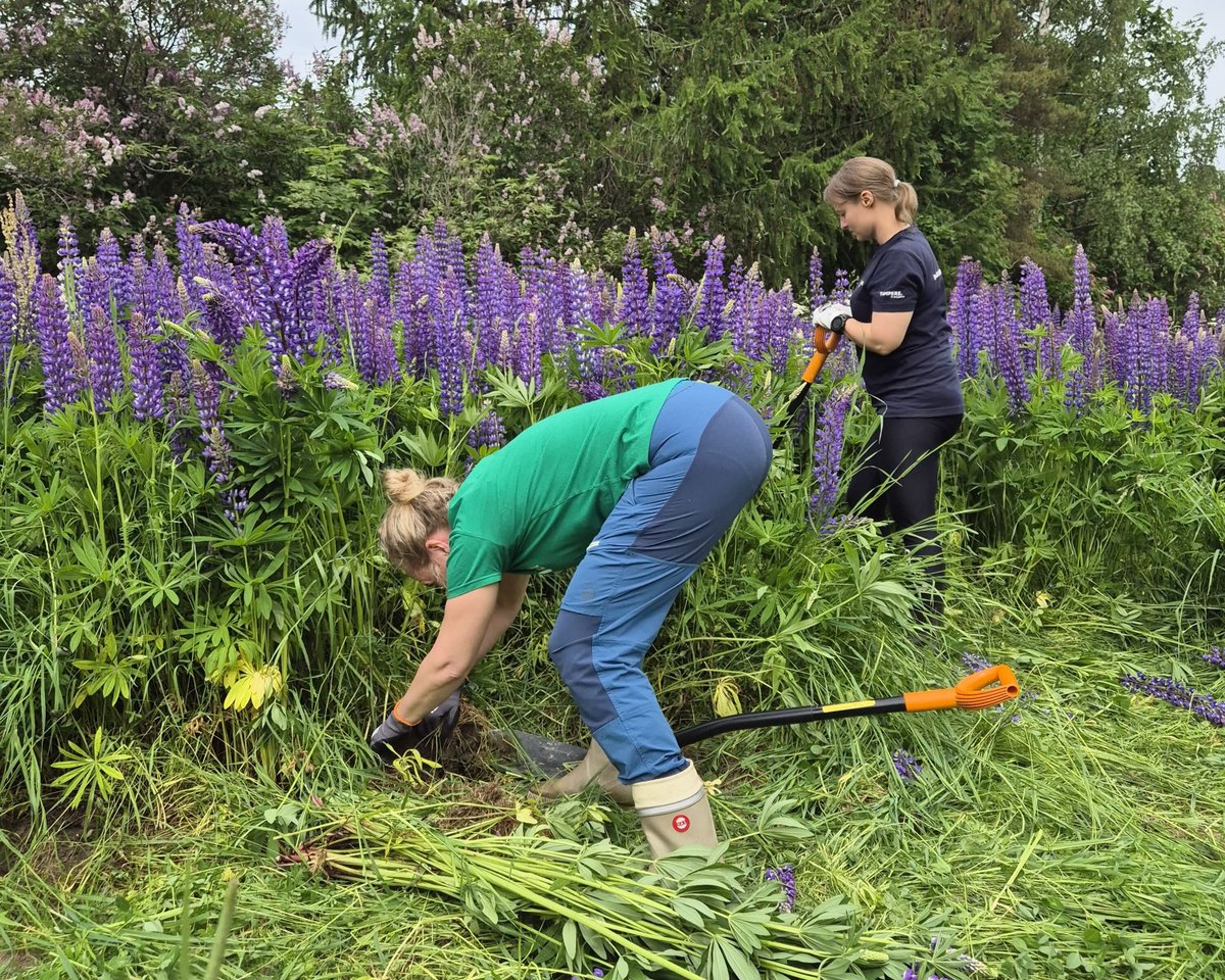 🪻Tampereen lupiinitalkoissa torjuttiin haitallista vieraslajia yhdessä!
Lupiini on haitallinen vieraslaji, joka leviää tehokkaasti niittyalueilla ja uhkaa alkuperäisiä kasvilajeja sekä pölyttäjien toimintaa.

Lue lisää talkoista täältä: bit.ly/43XzCOE