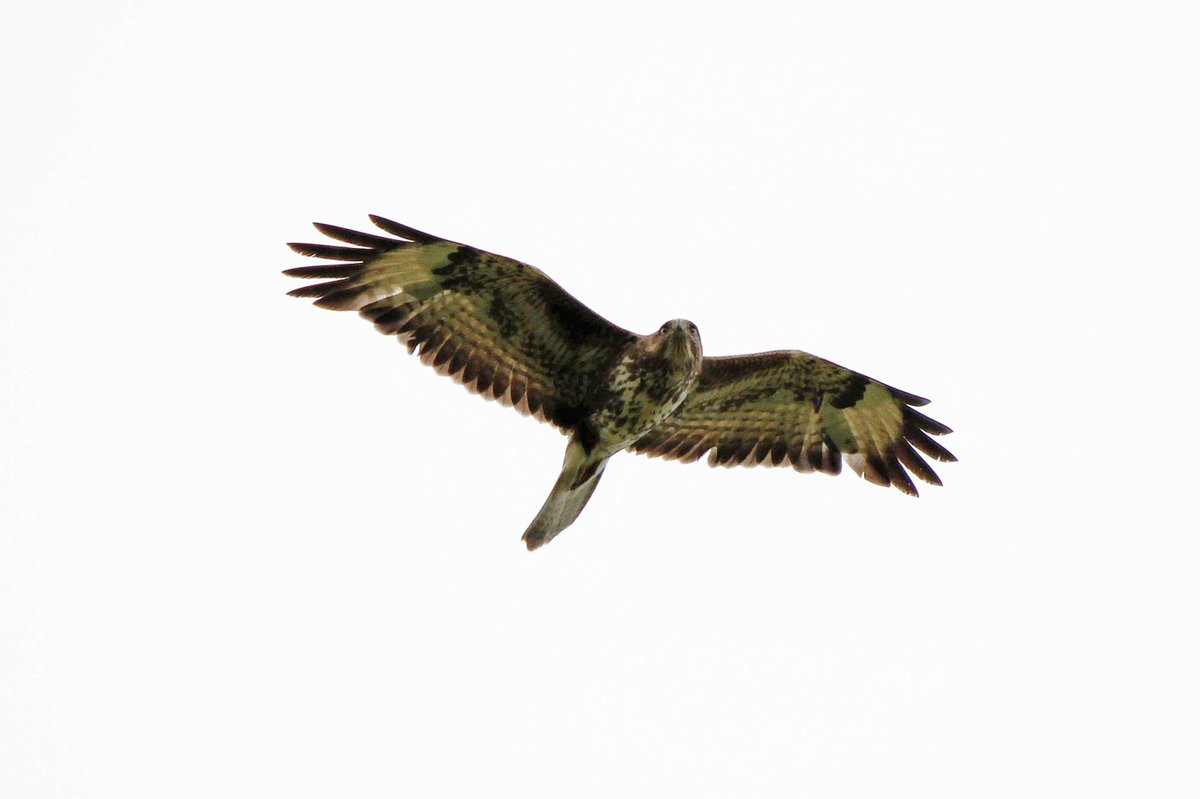 MrSteveyJames's tweet image. Also from our visit up on the moors #peakdistrict #Derbyshire last Sunday, this Buzzard passed over us #TwitterNatureCommunity #TwitterNaturePhotography @Derbyshirebirds @DerbysWildlife @NatureUK @BBCSpringwatch @shefbirdstudy @Natures_Voice