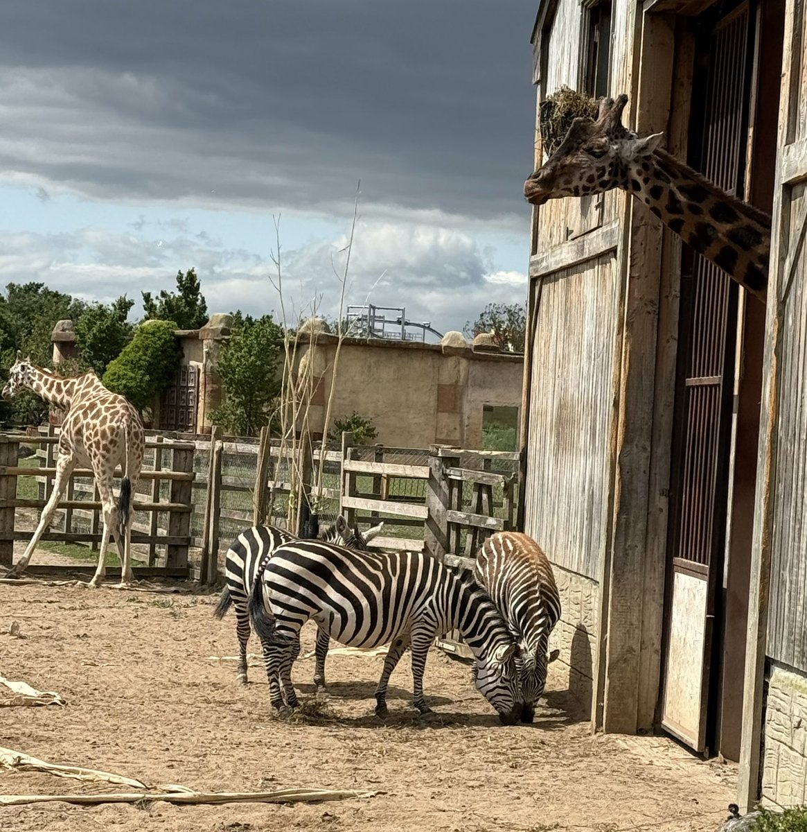 Mr Stoddart (@mrstoddartmaths) on Twitter photo Staff also had a great time exploring the zoo and going on rides at Flamingo Land yesterday! <a href="/_stcolumba/">St.Columba's HS, Gourock</a> Staff also had a great time exploring the zoo and going on rides at Flamingo Land yesterday! <a href="/_stcolumba/">St.Columba's HS, Gourock</a>