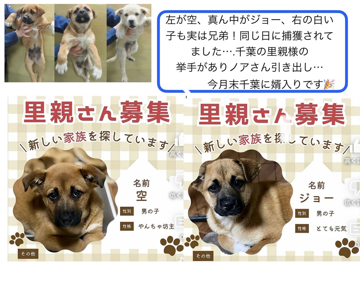 #香川県
📣🐶ビビリな兄弟
　　✨空&amp;ジョー✨里親募集中❣️
2025年5月14日中讃保健所に収容された空&amp;ジョー 自分の身を守ろうとしてお口が出ちゃった空は殺処分対象に…人間に抱き上げられると怖くてお漏らしをしちゃうジョーは行き場が見つからず…そんな兄弟をワンワンニャインさんが救出‼️《次頁⏬》