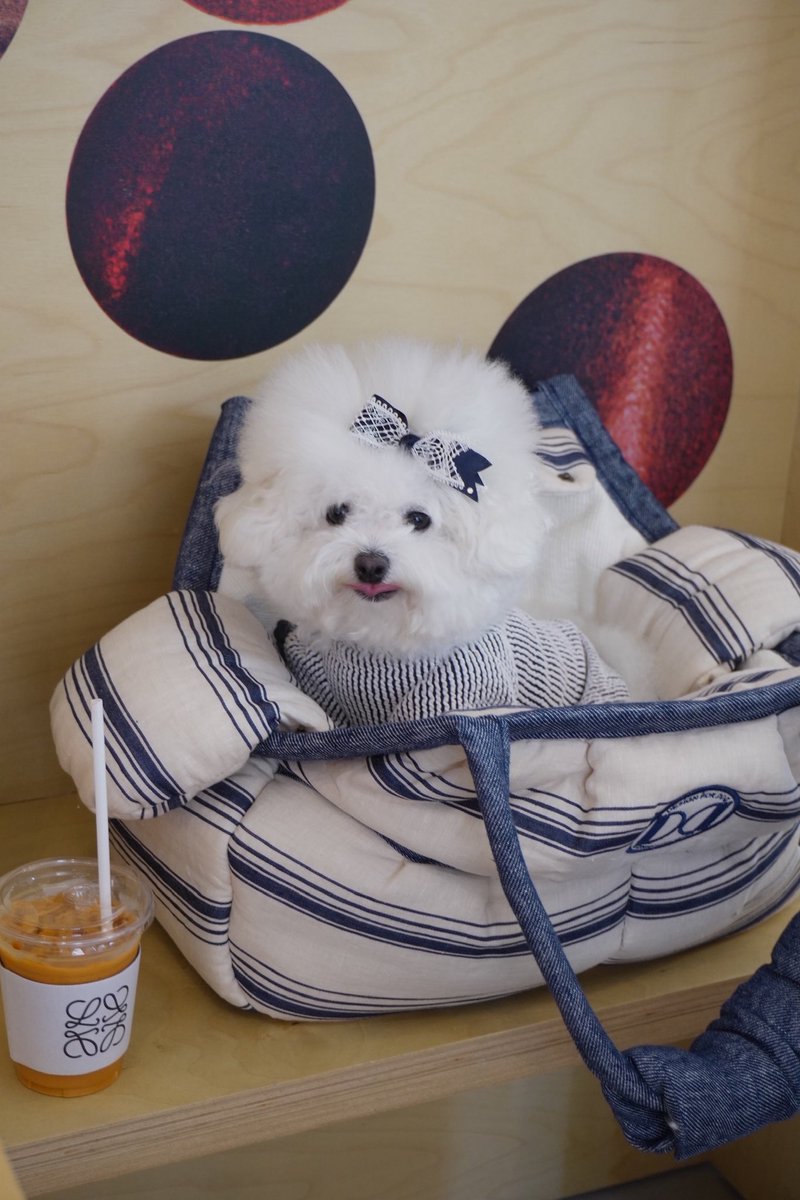 แม่ค้าร้าน <a href="/zhenzhu_TWgoods/">🇹🇼 พรีสินค้าไต้หวัน l รอบกุมภาถึงไทย ทยอยส่ง</a>  น่ารักมากๆค่ะ  บริการดีมากๆค่ะ เจ้าเบลไอลูกหมาชอบมากเลยค่า🥰 #zzshopreview