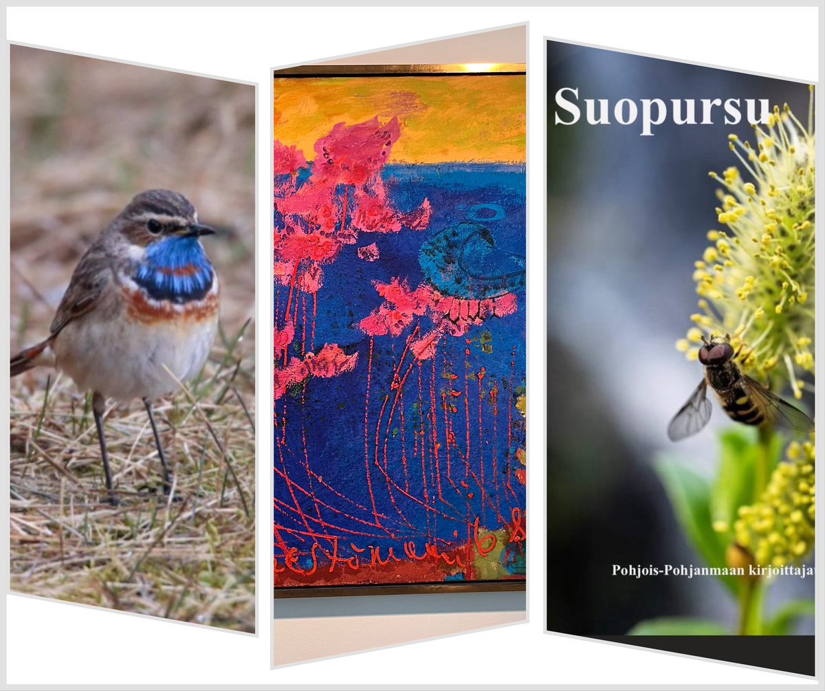 Tarina pienestä linnusta, joka toi suuren ilon. Vieraskynä-tekstiä jälkikäteen lukiessani huomaan ja lähes liikutun kuinka ovelasti ja ihanasti pieni lintu on kietonut kokemuksia ja ihmisiä elämääni kuuden vuoden varrelta. Lintupyhimykseni, sinirinta:
kirjoittajayhdistys.fi/nettilehti/att…