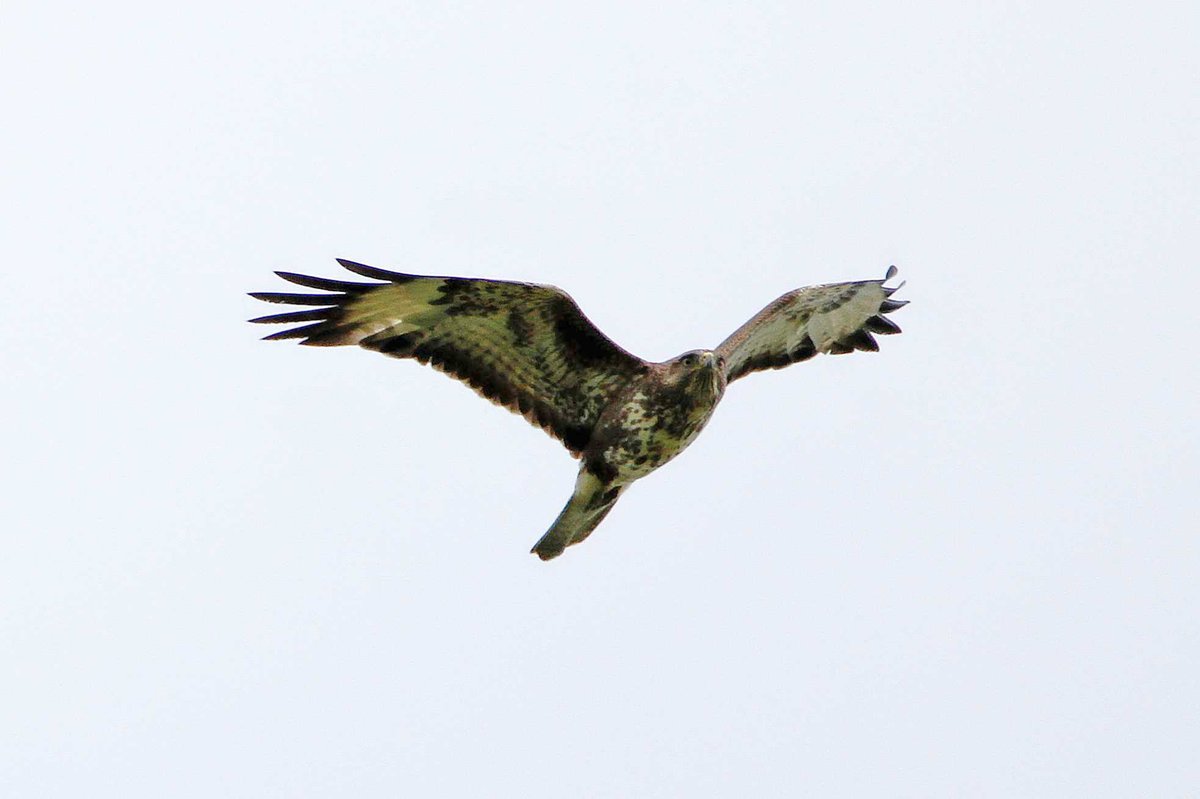 MrSteveyJames's tweet image. Also from our visit up on the moors #peakdistrict #Derbyshire last Sunday, this Buzzard passed over us #TwitterNatureCommunity #TwitterNaturePhotography @Derbyshirebirds @DerbysWildlife @NatureUK @BBCSpringwatch @shefbirdstudy @Natures_Voice