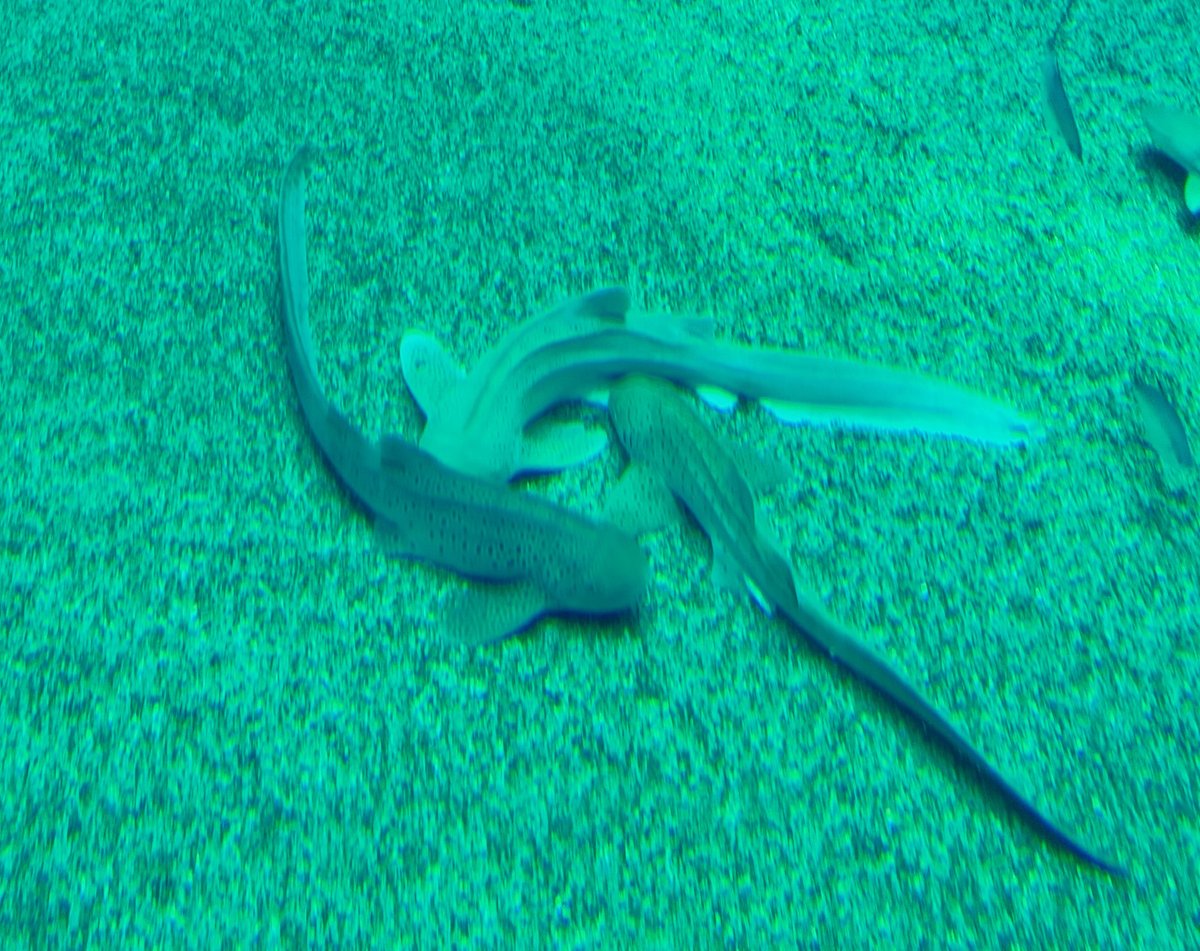 大阪・海遊館 on X