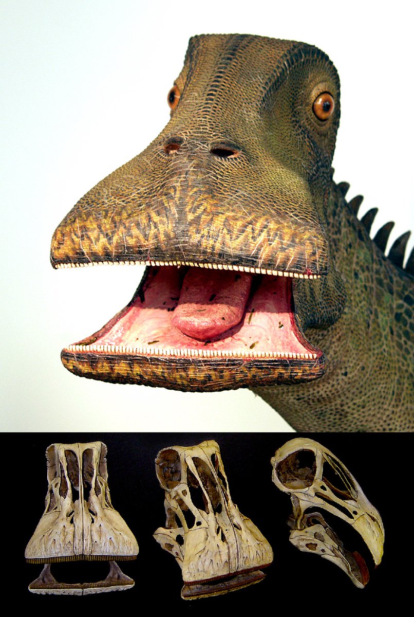 BigBangSciCom's tweet photo. Nigersaurus taqueti, un sauropode qui vivait il y a environ 119 millions d'années. Herbivore, il broutait grâce à ses 500 dents. Il mesurait environ 15 m de long.
Crédits : Tyler Keillor
https://t.co/CIeI6i6Eor
#fossile #paléontologie #animaux #nature #dinosaurs #dinosaures https://t.co/FlZb4V3NMr