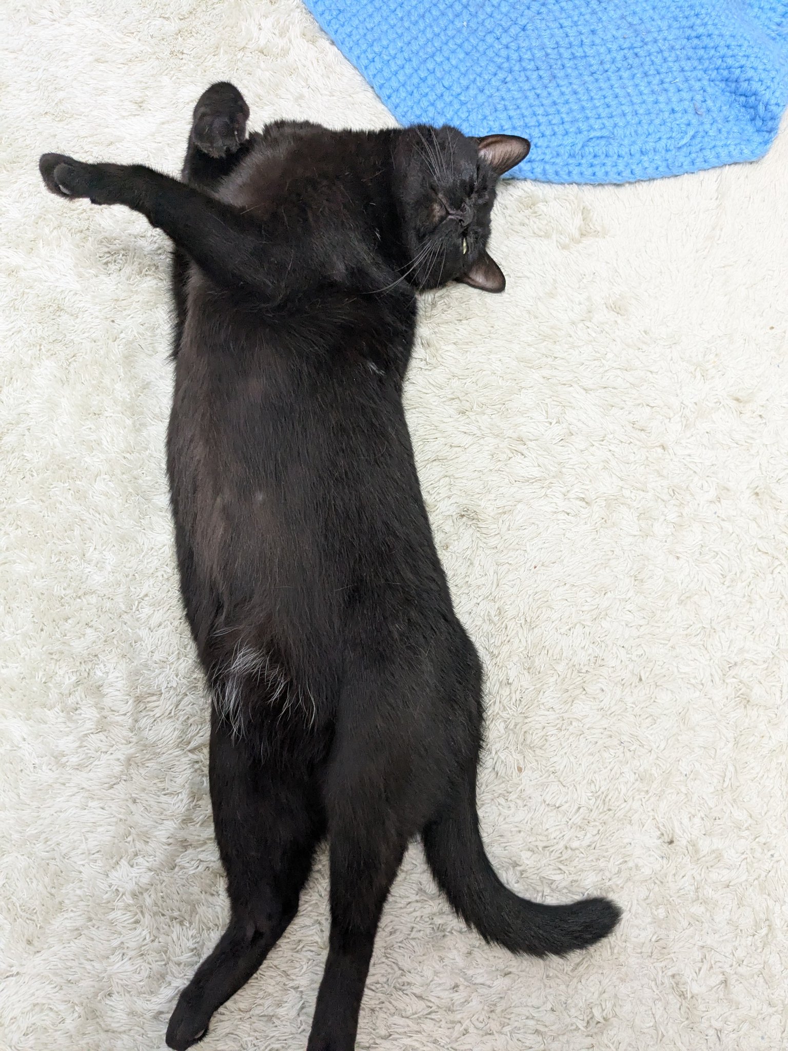 黒猫のルー on X: 