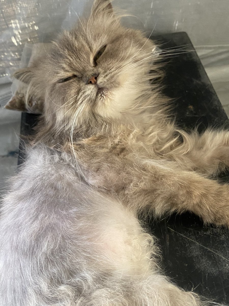 THERE’S NO FOOD FOR MY CAT, LULU. 😭😭
WHAT SADDENS ME MOST IS THAT SHE HASN’T LEFT ME ALONE SINCE I RETURNED AFTER MY ABSENCE YESTERDAY. SHE FOLLOWS ME EVERYWHERE AND MAKES SOUNDS INDICATING SHE’S HUNGRY :(
PLEASE DON’T LEAVE ME ALONE DURING THIS DIFFICULT TIME. I’M SORRY, LULU