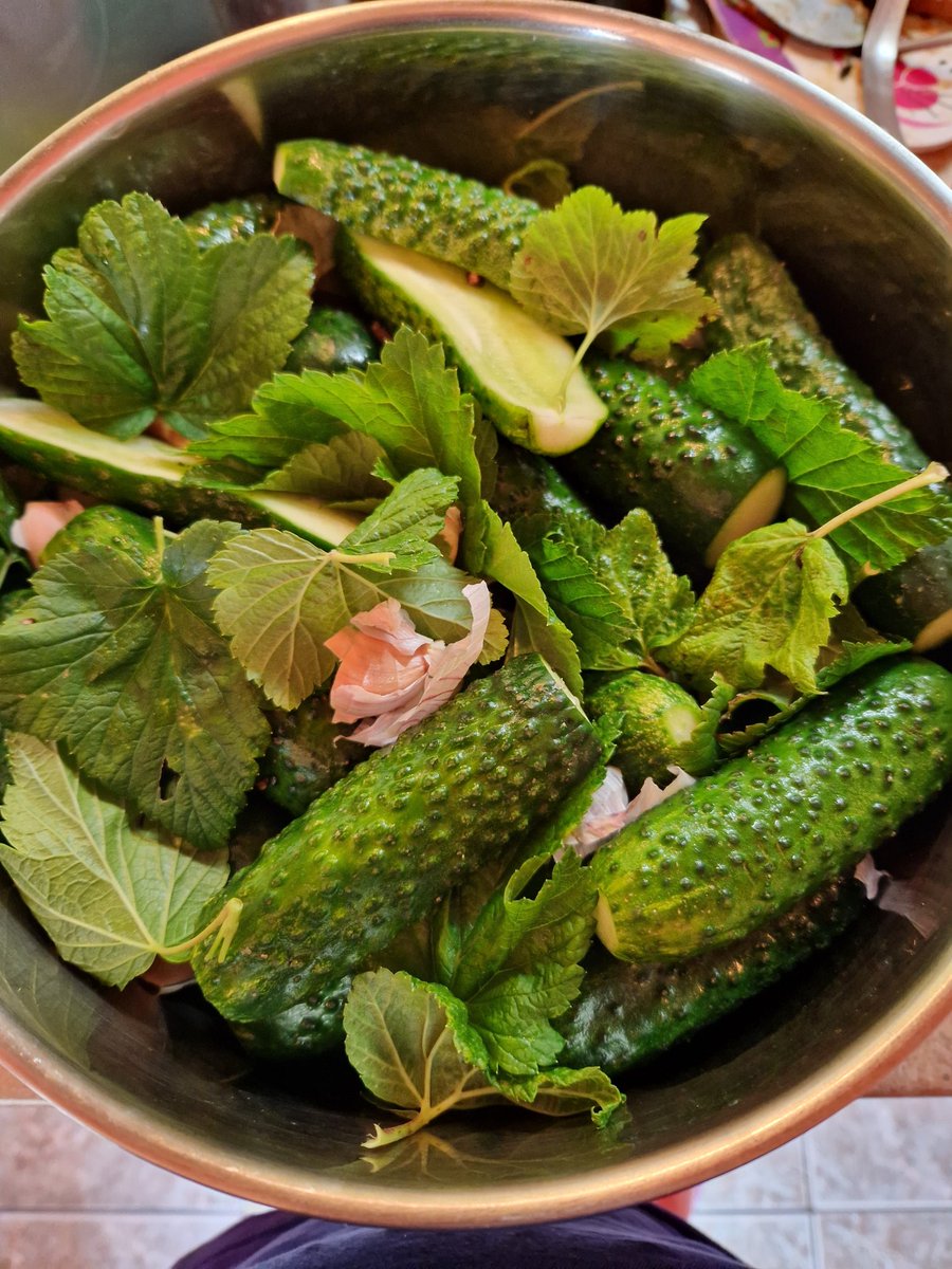 Jāņu rītam piestāv sālīt mazsālītos gurķīšus 🤤