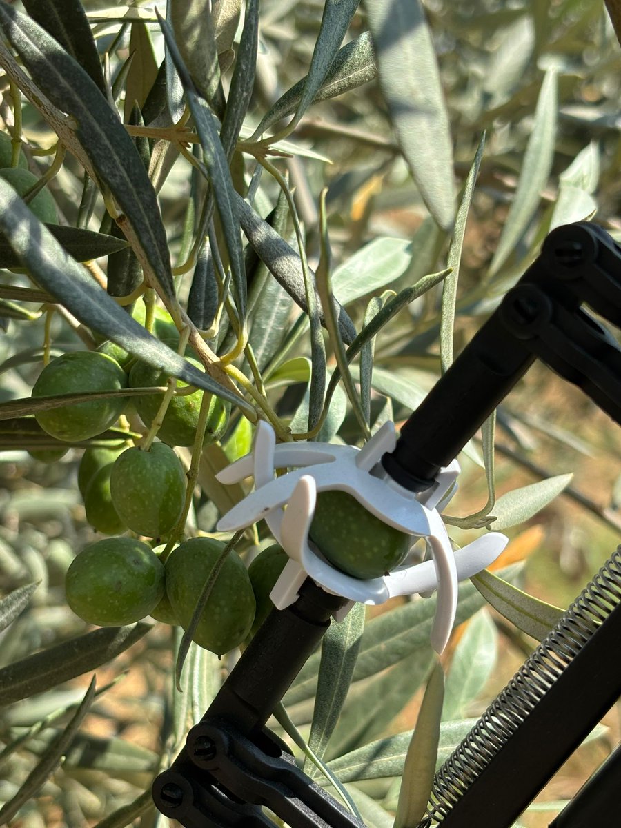 "A land of wheat and barley, vines and fig trees and pomegranates; a land of olive oil and honey." Deuteronomy 8:8. From ancient roots to the #futureoffarming . Let's grow!