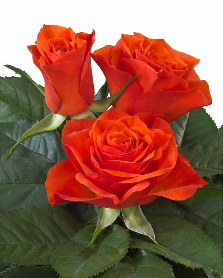 سعاد tweet media