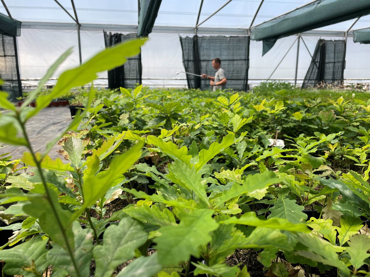 Réchauffement climatique: des pépinières d'un nouveau genre pour les arbres de demain
Infos: lausanne.ch/apps/actualite…