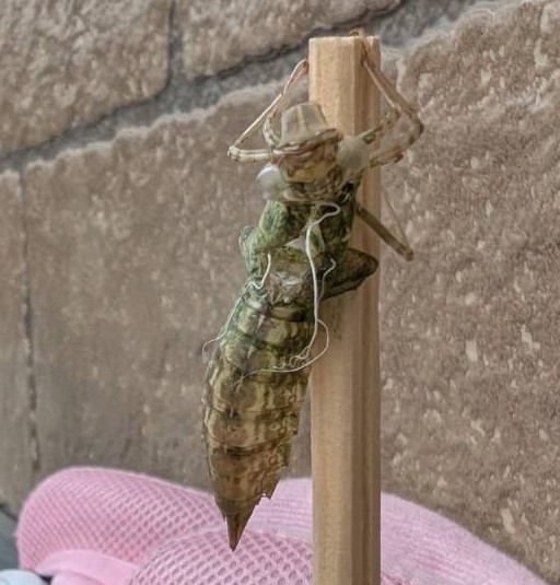 育ててたヤゴがトンボに進化した