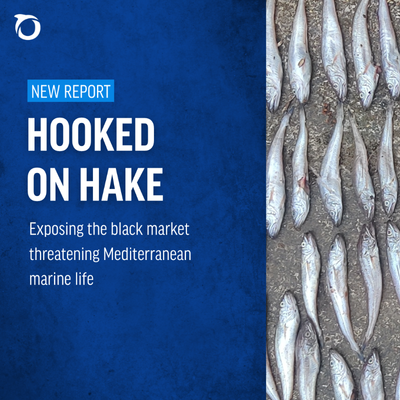OceanaEurope's tweet photo. 📢A new investigation by @OceanaEurope, @SeaShepherdIt, @Altroconsumo &amp; @consumidores reveals an  extensive illicit sale of juvenile hake in Italian ports. 

📉 91% of trawlers checked broke EU rules  
📊 86% of surveyed consumers see this as a serious problem 

 More ⤵️