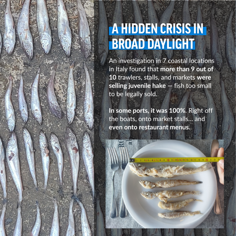 OceanaEurope's tweet photo. 📢A new investigation by @OceanaEurope, @SeaShepherdIt, @Altroconsumo &amp; @consumidores reveals an  extensive illicit sale of juvenile hake in Italian ports. 

📉 91% of trawlers checked broke EU rules  
📊 86% of surveyed consumers see this as a serious problem 

 More ⤵️
