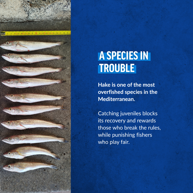 OceanaEurope's tweet photo. 📢A new investigation by @OceanaEurope, @SeaShepherdIt, @Altroconsumo &amp; @consumidores reveals an  extensive illicit sale of juvenile hake in Italian ports. 

📉 91% of trawlers checked broke EU rules  
📊 86% of surveyed consumers see this as a serious problem 

 More ⤵️