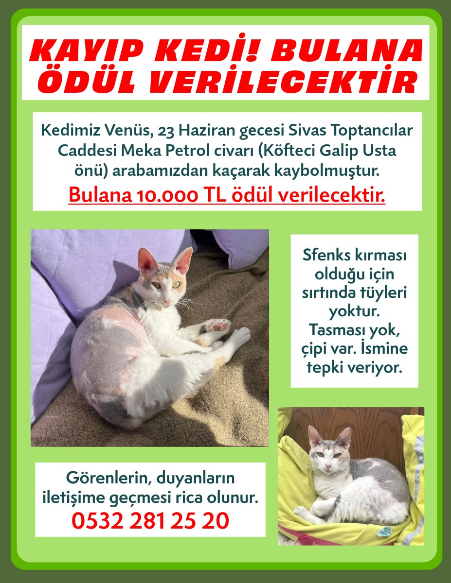 kedimiz kayboldu. tüylerinden dolayı dışarda uzun süre hayatta kalabileceğinden çok endişeliyim. gündüz sıcaktan çok etkilenebilir, gece çok üşüyebilir. lütfen paylaşır mısınız? #kayıpkedi #sivas