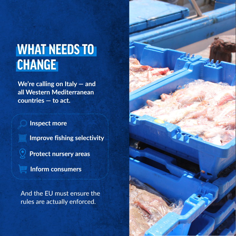 OceanaEurope's tweet photo. 📢A new investigation by @OceanaEurope, @SeaShepherdIt, @Altroconsumo &amp; @consumidores reveals an  extensive illicit sale of juvenile hake in Italian ports. 

📉 91% of trawlers checked broke EU rules  
📊 86% of surveyed consumers see this as a serious problem 

 More ⤵️
