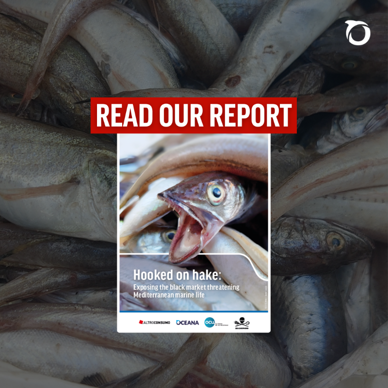 OceanaEurope's tweet photo. 📢A new investigation by @OceanaEurope, @SeaShepherdIt, @Altroconsumo &amp; @consumidores reveals an  extensive illicit sale of juvenile hake in Italian ports. 

📉 91% of trawlers checked broke EU rules  
📊 86% of surveyed consumers see this as a serious problem 

 More ⤵️